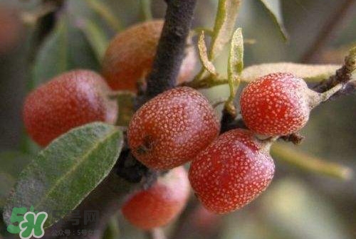 羊奶长什么样子,羊奶是什么羊 羊奶长什么样子,羊奶是什么羊