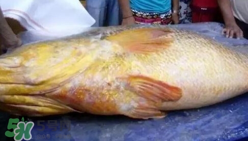 中华鳖多少钱一斤,金钱鳖多少钱一斤