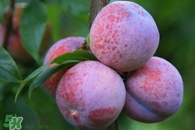 三华李的功效和作用,三华李的功效和作用禁忌 三华李的功效和作用,三华李的功效和作用禁忌