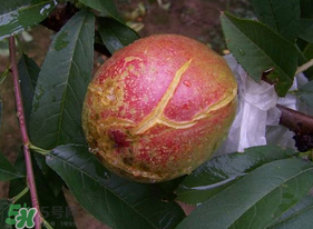 大棚油桃裂果什么原因,油桃裂果是什么原因