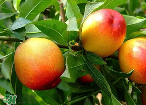 毛桃和油桃,油桃长什么样