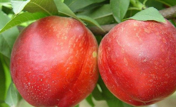 油桃不能和什么水果一起吃,油桃不能和什么水果一起吃李字有什么便宜