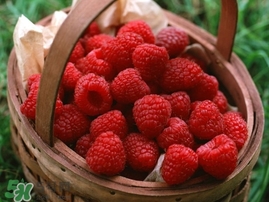 草莓收益咋样,树莓经济价值和市场