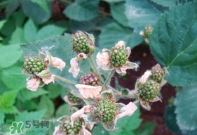 树莓有刺吗,草莓有刺吗