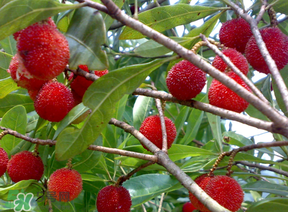 杨梅的营养成分表,杨梅的营养成分含量表 杨梅的营养成分表,杨梅的营养成分含量表