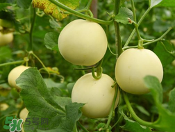 奶香木瓜冻的做法图片,酸奶冰冻香瓜