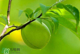 青梅不能和什么一起吃吗,青梅可以吃吗