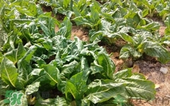 厚皮菜的食用禁忌,吃厚皮菜禁忌