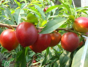 猕猴桃和西瓜能一起吃,油桃不能跟什么一起吃