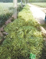 金乡蒜薹最新价格今天,金乡蒜最新价格今日