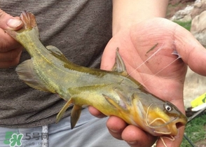 冬天如何钓黄辣丁,怎样钓黄辣丁用什么饵最好