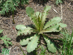 苦碟子能吃吗,苦碟子能吃吗有没有毒