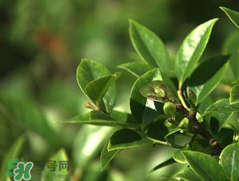 乌饭树叶的营养价值,乌饭树叶功效和作用