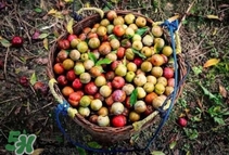 三华李产地在哪里,三华李有几个品种 三华李产地在哪里,三华李有几个品种