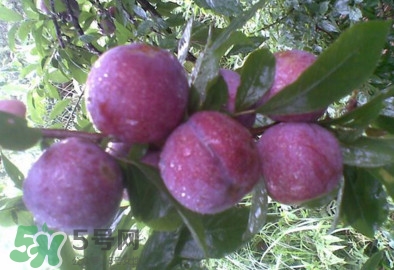 三华李什么时候成熟?,三华李成熟时间