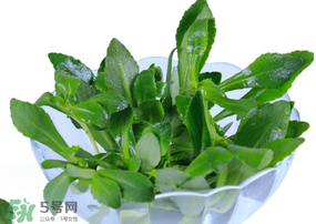 哪些野菜可以吃并且对身体好,哪些野菜可以吃