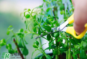 救心菜怎么吃最好,救心菜的吃法