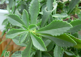 救心菜的种植方法,养心菜怎么种植