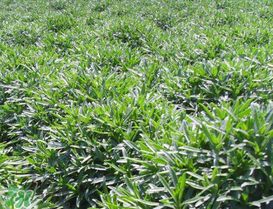 养心菜的形态特征,什么是养心菜 养心菜的形态特征,什么是养心菜