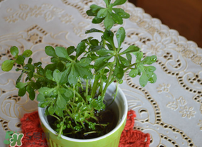 救心菜的好处,救心菜的作用