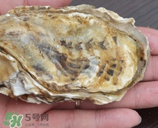 生蚝怎么保存最新鲜,生蚝怎么保存才新鲜,能保存多久 生蚝怎么保存最新鲜,生蚝怎么保存才新鲜,能保存多久