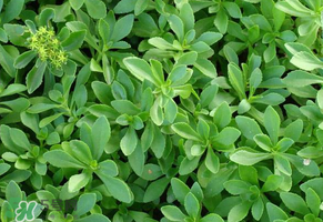 三七的形态特征描述,三七的形态特征 三七的形态特征描述,三七的形态特征