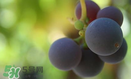 新鲜乌梅的吃法,乌梅的吃法和做法