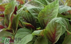 红苋菜孕妇可以吃吗 红色,红苋菜孕妇可以吃吗