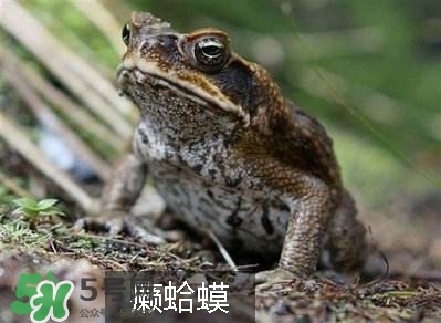 田鸡和癞蛤蟆的区别在哪里,田鸡和癞蛤蟆的区别图片 田鸡和癞蛤蟆的区别在哪里,田鸡和癞蛤蟆的区别图片