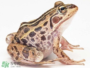 田鸡是不是青蛙的一种,田鸡是不是青蛙