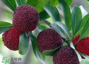 杨梅有虫能吃吗?,杨梅有虫能吃吗视频