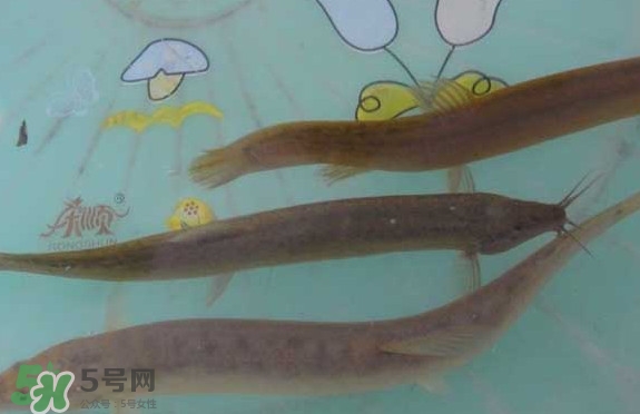 泥鳅品种大全,泥鳅的品种及图片大全