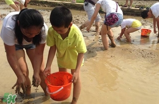 泥鳅怎么捉容易捉,养泥鳅的方法