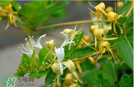 金银花茶的做法,金银花茶的使用方法