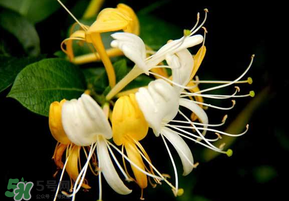 金银花烘干加工步骤,金银花怎么晒干的做法