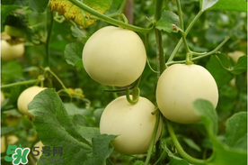 香瓜的食用价值,香瓜的营养价值及功效 香瓜的食用价值,香瓜的营养价值及功效