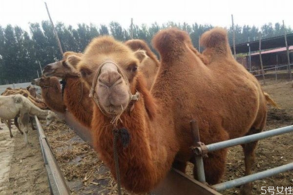 骆驼奶正确的喝法(骆驼奶的如何喝的方法)