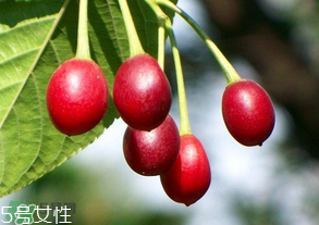 樱桃籽有毒吗不小心误吞了怎么办?,樱桃籽有毒吗能吃吗 樱桃籽有毒吗不小心误吞了怎么办?,樱桃籽有毒吗能吃吗