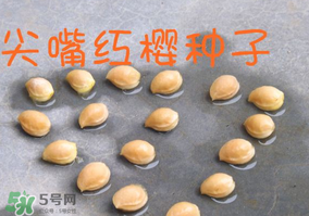 樱桃籽种植方法,樱桃籽种植方法视频