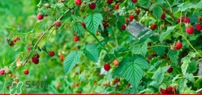 刺泡有几种,刺泡是什么 刺泡有几种,刺泡是什么