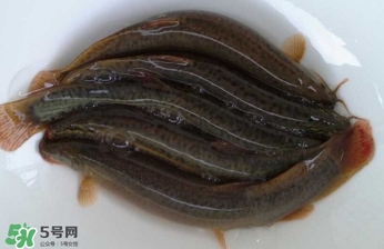 野生泥鳅养殖技术,野生泥鳅和养殖泥鳅区别