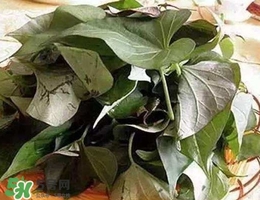 番薯叶和红薯叶的区别,红薯叶和番薯叶是一种吗 番薯叶和红薯叶的区别,红薯叶和番薯叶是一种吗