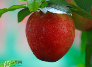 油桃的特点,油桃的特点描写 油桃的特点,油桃的特点描写