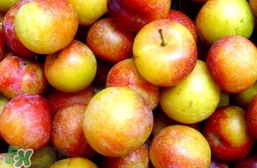 李子多吃对身体有害吗,李子吃多了有没有什么副作用