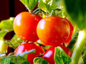 西红柿和什么一起吃好吃,西红柿和什么一起吃好婴儿吃