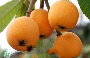 枇杷怎么吃最好,枇杷怎么吃