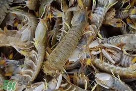 吃爬虾的好处和坏处,吃皮皮虾的好处