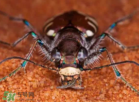 蚁狮的药用价值 蚁狮的作用和功效,蚁狮的药用价值 蚁狮的药用价值 蚁狮的作用和功效,蚁狮的药用价值