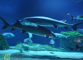 中华鲟的生长环境,中华鲟生长在我国什么地方