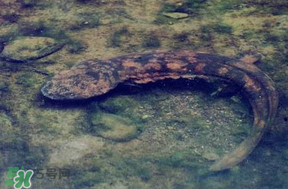 娃娃鱼的养殖前景,娃娃鱼有养殖的吗